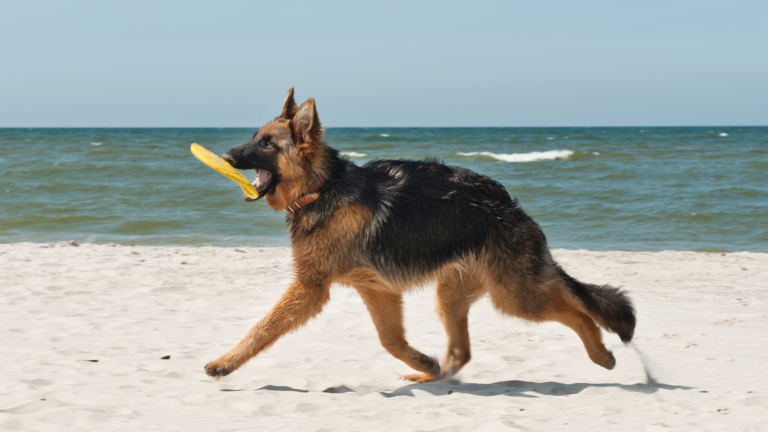 Is Your GSD Puppy Often Changing its Food Habits? & Here’s the Solution. Is Your GSD Puppy Often Changing its Food Habits?