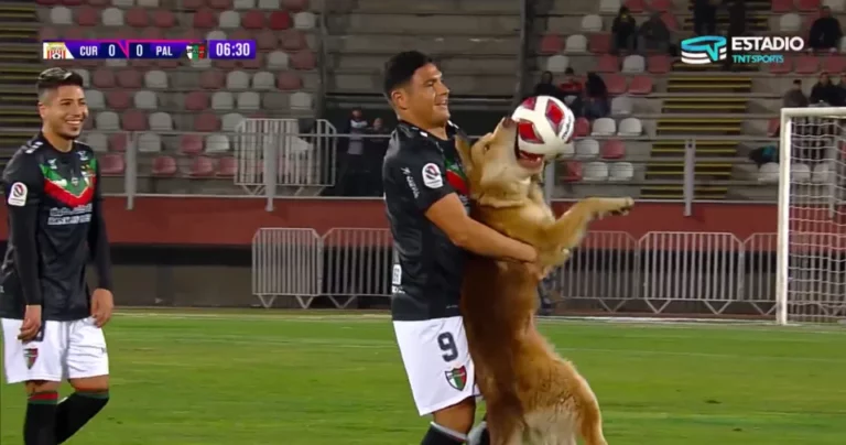 Witness the ultimate dog vs. soccer showdown: See how this dog’s persistence won the crowd’s hearts. soccer dog in chile
