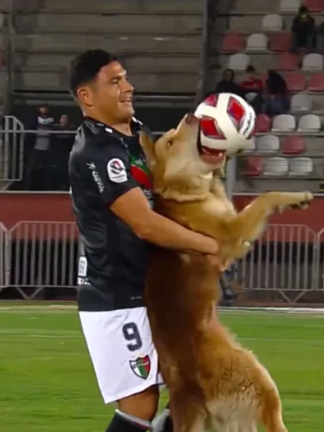 Dog Streaks Football Match