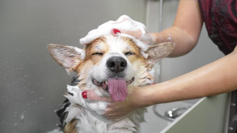 When Should a Dog Be Bathed: Striking a Balance for Optimal Canine Health When should your Dog bathe