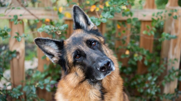 Witness the Heartwarming Moments That Define Your German Shepherd’s Traits. Have You Witnessed These Cute but Unique Traits in Your German Shepherd?