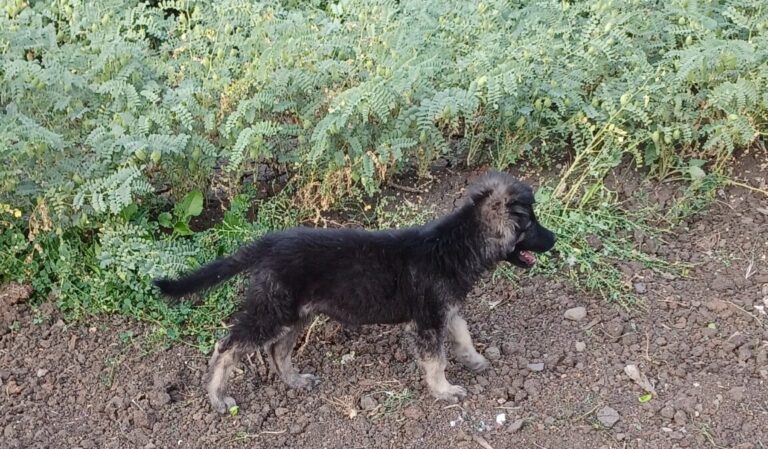 german shepherd adoption guide