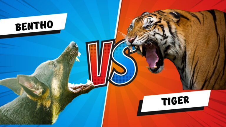 Tiger vs Dog! German Shepherd Dies Protecting Its Owner from Tiger Attack in MP, India Brave German Shepherd Dies Protecting Its Owner from Tiger Attack in MP Village